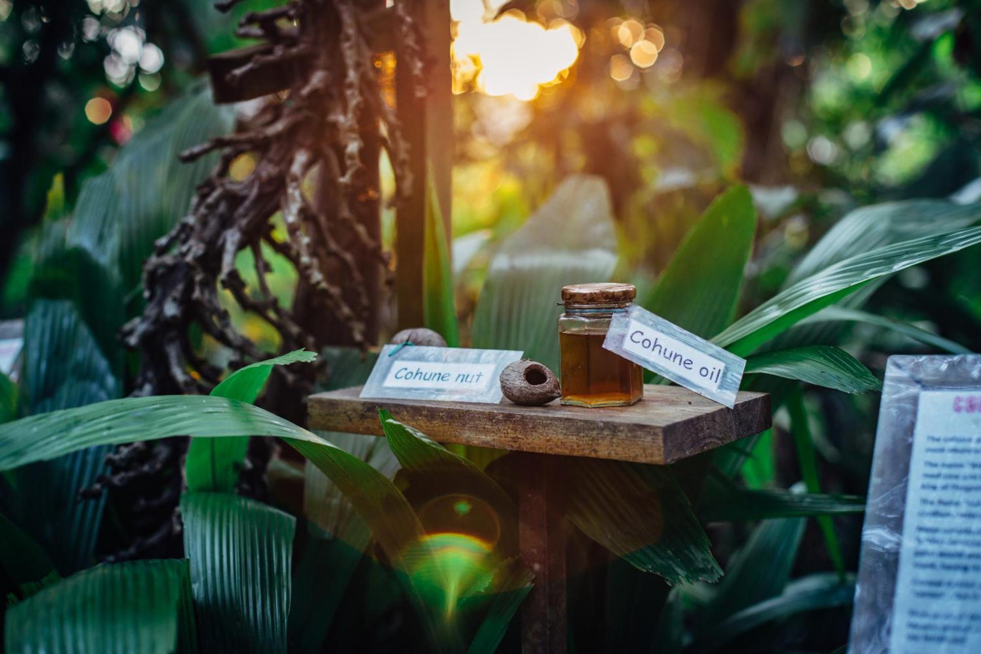 Ian Anderson Caves Branch Jungle Lodge Belmopan Eksteriør billede